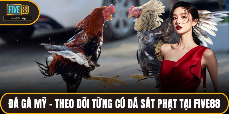 Đá Gà Mỹ - Theo Dõi Từng Cú Đá Sát Phạt Tại FIVE88